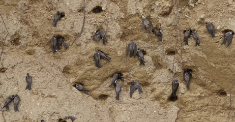 Colony of swallows, Sand Martin breeding, flock of birds, riparia riparia  