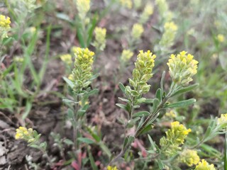 Spring bloom of meadow yellow flowers.