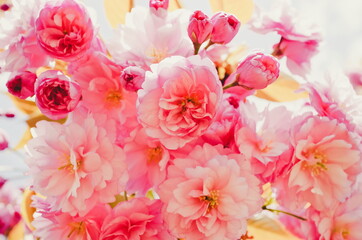 Gentle pink sakura flowers close up. Gentle spring background sakura blossom close up