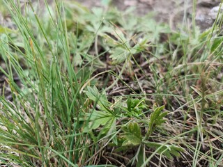 Green grass in the field.