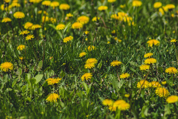 Fototapeta premium yellow dandelions on grass