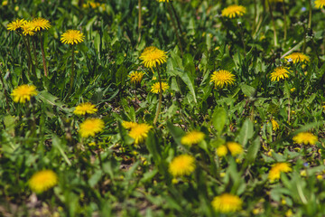 dandelions in the grass