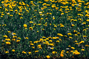 yellow flowers background