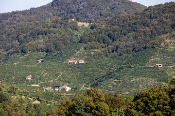 Picturesque hills with vineyards of the Prosecco sparkling wine region between Valdobbiadene and Conegliano; Italy.