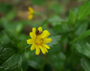 Overhead view of a tiny brown color moth on a yellow flower