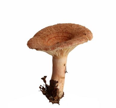 Lactarius torminosus mushroom isolated on white background