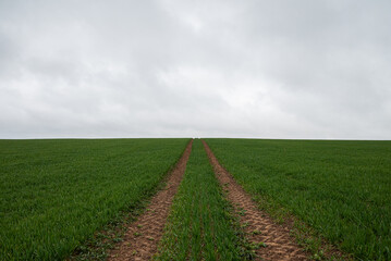 field and blue sky