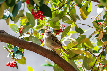 A sparrow perched in the garden, on a cotoneaster tree
