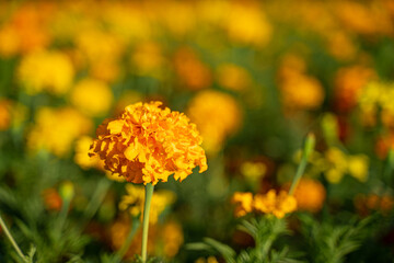 the marigold flowers blooming at avery area in Germany 