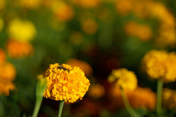 the marigold flowers blooming at avery area in Germany 