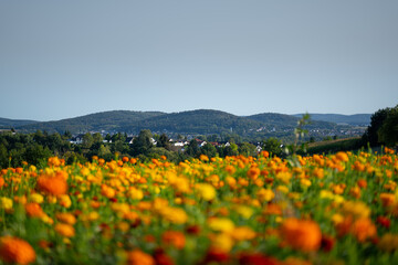 the marigold flowers blooming at avery area in Germany 
