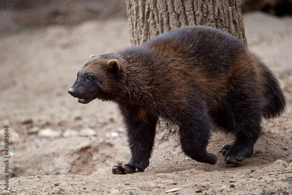 Wall mural siberian wolverine gulo gulo in nature