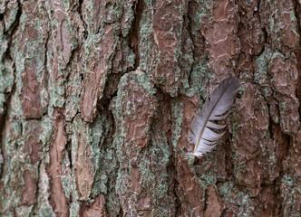 feather on a bark of a tree
