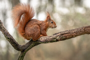 Eichhörnchen auf Ast