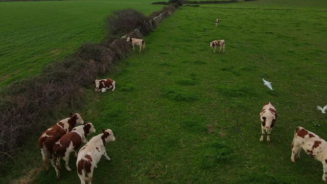 Vacas en el campo de Menorca