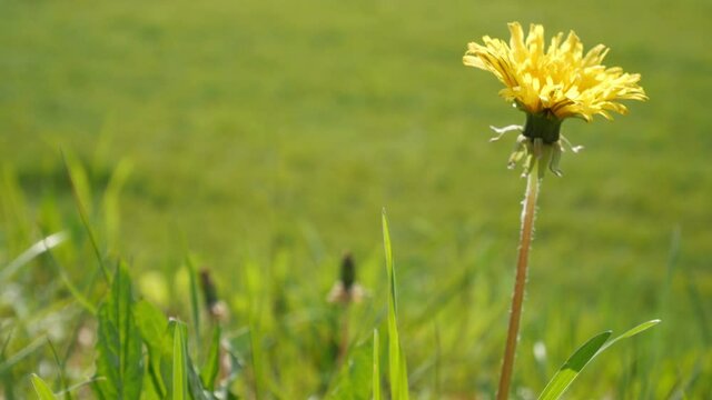 Dandelion flower in the meadow, shaken by the wind, with copy space. Meadow background, close up. Medicinal wild flower.