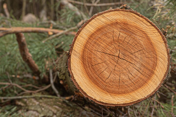 Photo with a cut of a tree trunk in the foreground