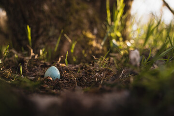 Vogelei am Boden, Frühling Vogelnest