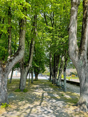 Belle all&eacute;e arbor&eacute;e