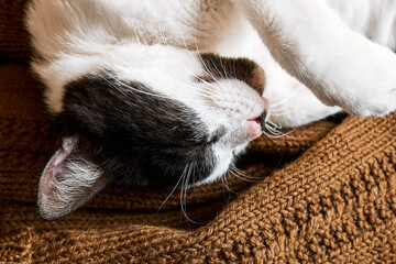 Close up portrait of black and white cat sleeping on cozy brown knitted plaid. Beautiful animals. Pets theme.
