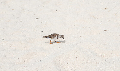 Turpial en la arena de la playa