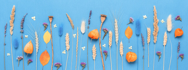 Flower composition. Dried flowers, grass, ears and leaves on a blue paper background. Beautiful...