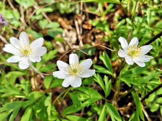 Flowers in the forest - Snowdrop anemone - Anemonoides sylvestris, known as snowdrop anemone or snowdrop windflower, is a perennial plant flowering in spring