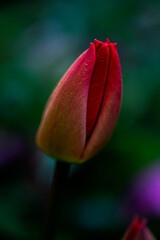 Majowy wiosenny tulipan