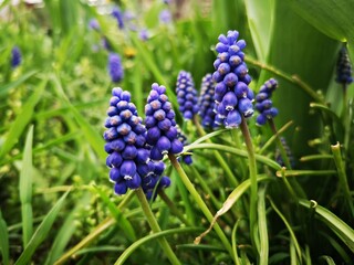 Flowers in the garden - grape hyacinths - Muscari neglectum