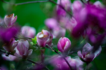 Kwitnąca wiosenna magnolia