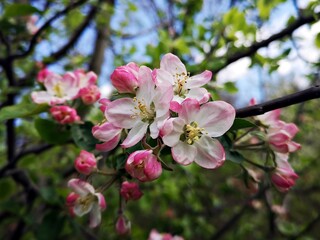 Blossom trees - flower details - pink apple blossom