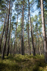Fototapeta premium trees in the woods