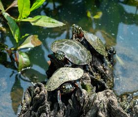turtle on the wood in pond