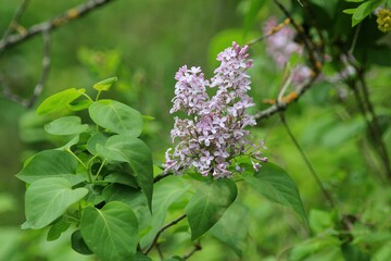 Lilac branch with flowers in spring