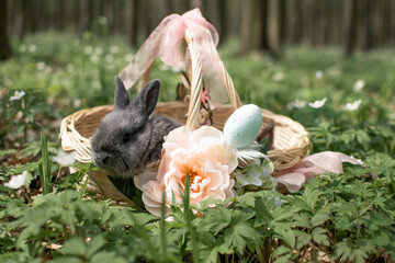 Easter bunny or rabbit in the basket of eggs. Holiday concept.