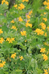 Yellow Chelidonium flowers in a meadow in spring