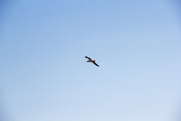 birds in flight