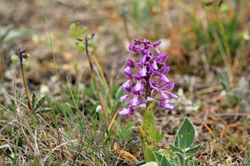 Purple Anacamptis morio flowers in a clearing in spring