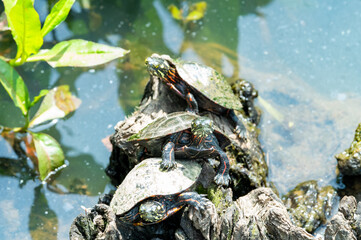 Water Turtles