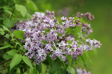Fototapeta na wymiar Lilac branch with flowers in spring