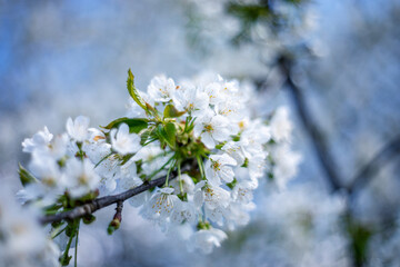 Kwitnące drzewo czereśni