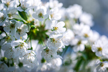 Kwitnące drzewo czereśni © Przemysław