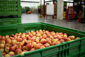 Apple fruit waiting to be moved into cold storage in food processing factory.