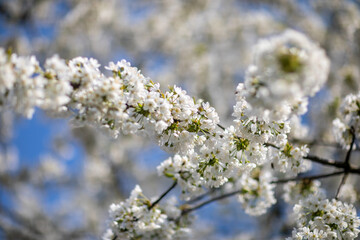 Kwitnące drzewo czereśni