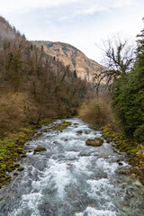 Mountain river Yupshara. A cold mountain river with a rapid current in the gorge. Green moss stones on the shores. Caucasus. Abkhazia.