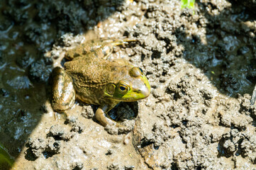 Frog in Mud