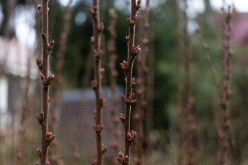 spring work in the garden planting