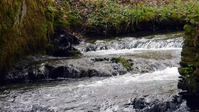 
Wasseramsel (Cinclus cinclus)