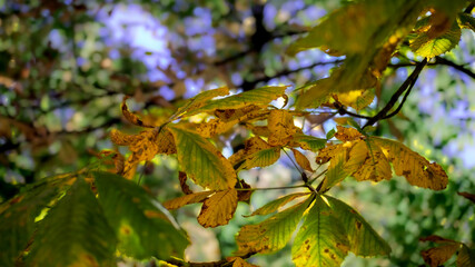 Jesienne kolorowe liście kasztanowca