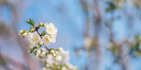 Blooming cherry branch against the blue sky. Selective soft focus. Spring banner.